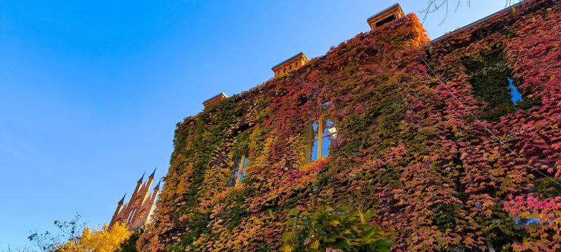 Die Medizinische Universität Wrocław