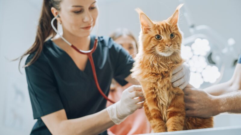 Der aktuelle NC für das Tiermedizin Studium